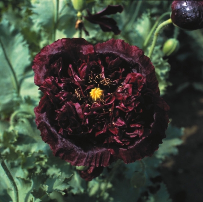 Picture of Papaver Paeoniflorum - Black Peony